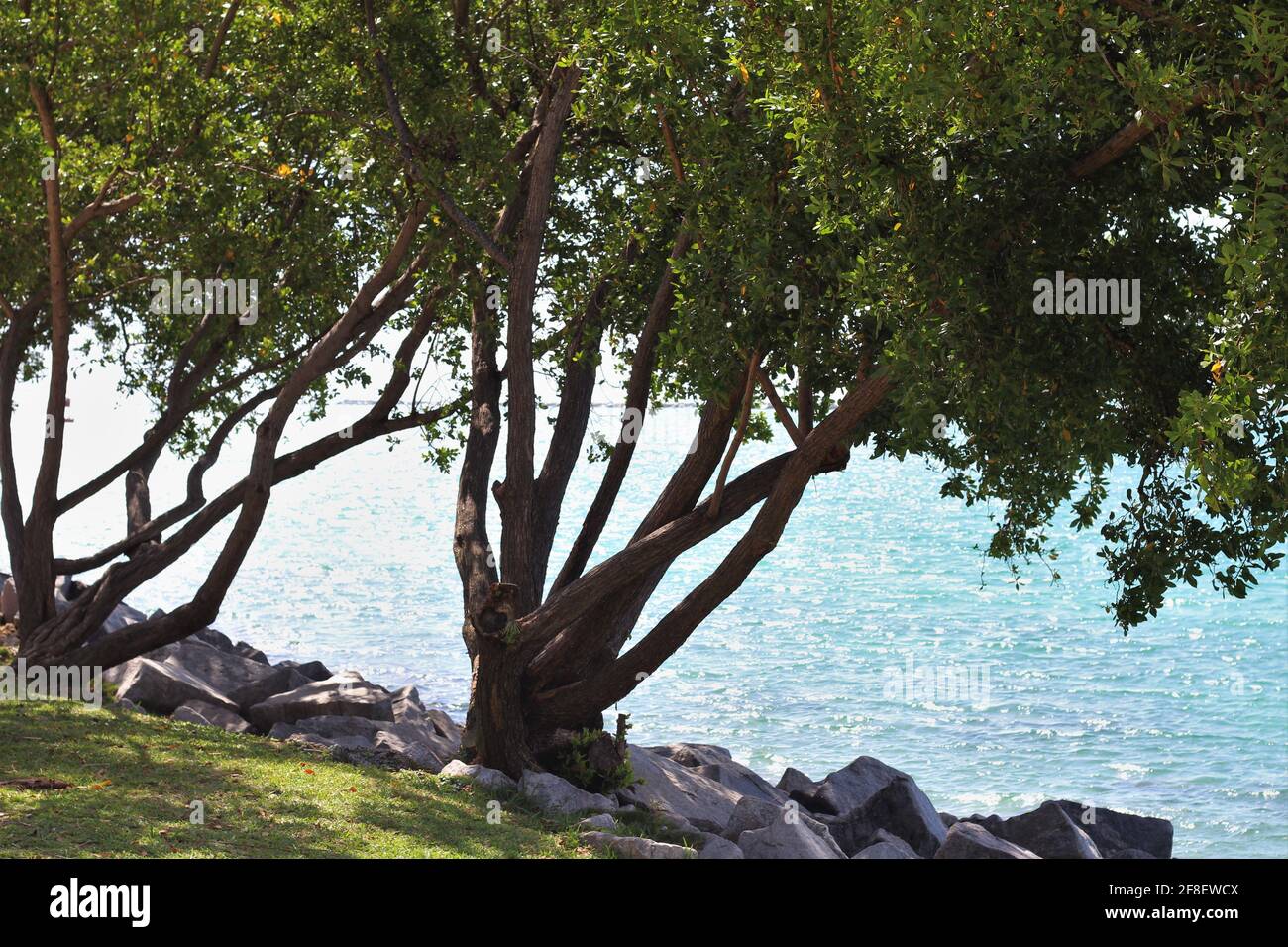 Background of trees growing on the coast line shore with shadows with blurred ocean water in the background. Stock Photo