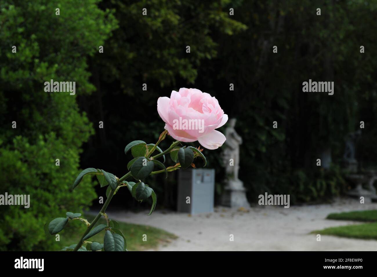 Beautiful and delicate pink rose in a garden with a blurred background. Copyspace. Stock Photo