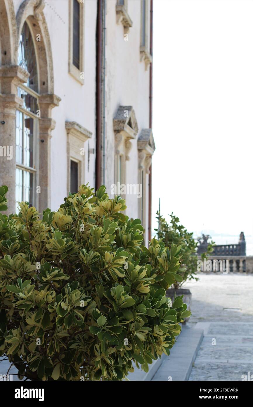 Side angle view of The Vizcaya Museum and Garden building. Green shrub close-up. Stock Photo