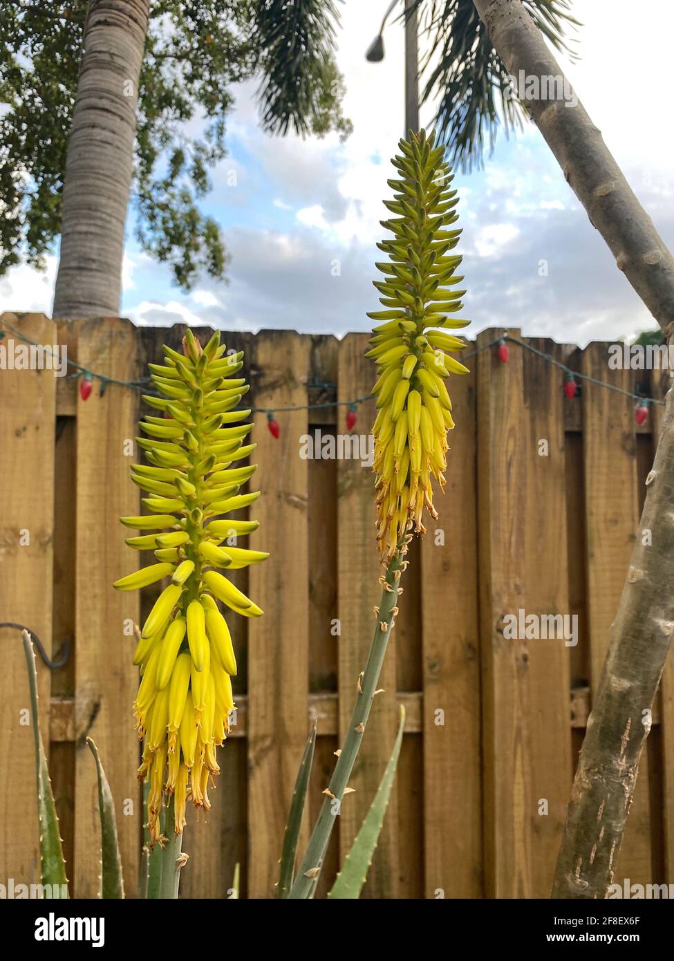 Yellow Aloe Vera flower plant outside a backyard garden Stock Photo