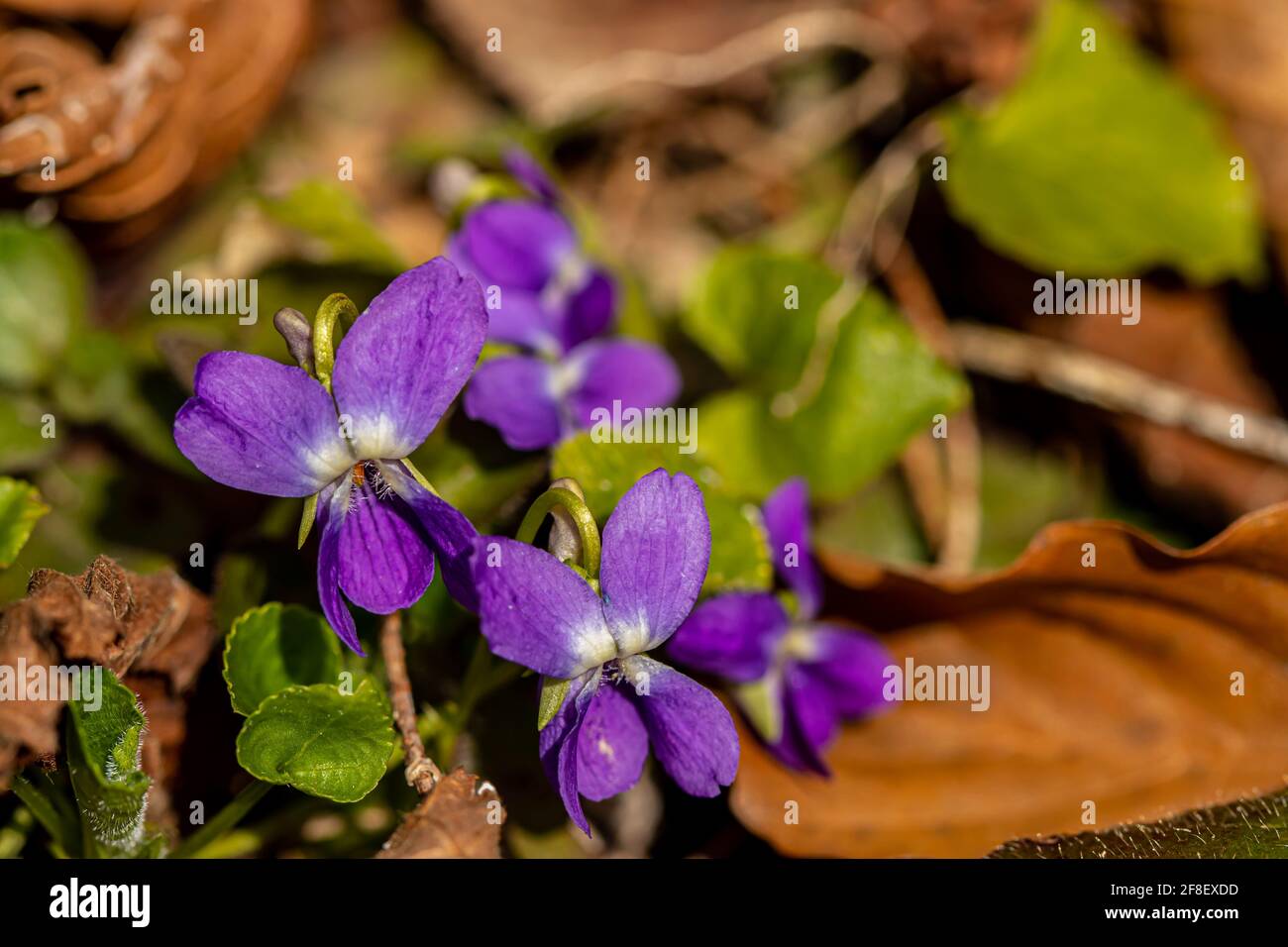 Hairy violet flower in the forest, close up Stock Photo