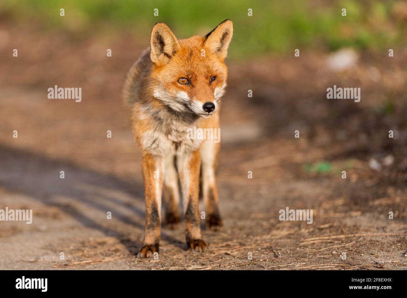 Portrait of pretty red fox Stock Photo - Alamy