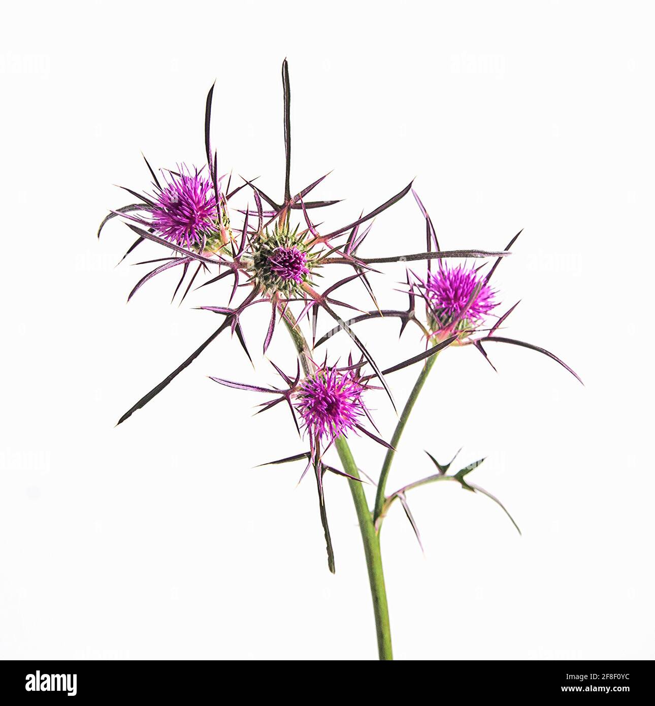 Flowering Spear Thistle (Cirsium vulgare) Stock Photo