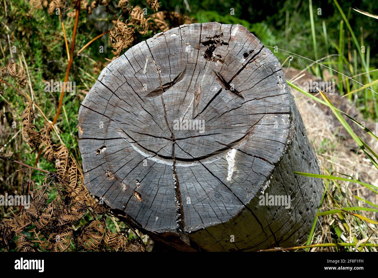 A smiley face has been carved into this old tree stump in Churchill National Park, by somebody with a chainsaw - and a sense of humour! Stock Photo