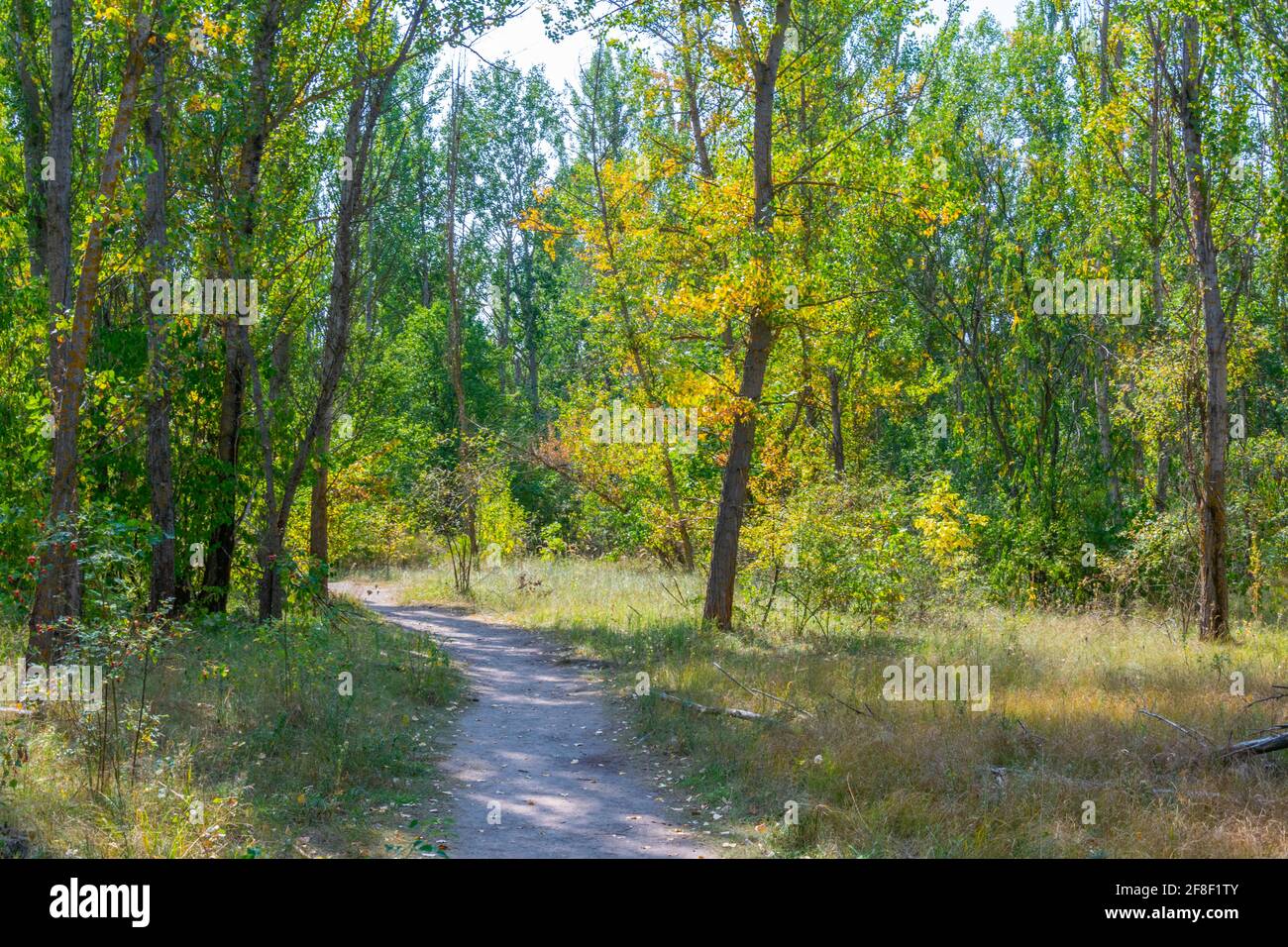Nature takes over the Ukrainian town Pripyat Stock Photo