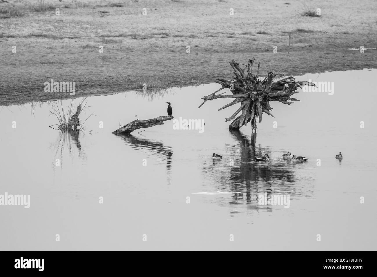Green natural landscapes Black and White Stock Photos & Images - Alamy