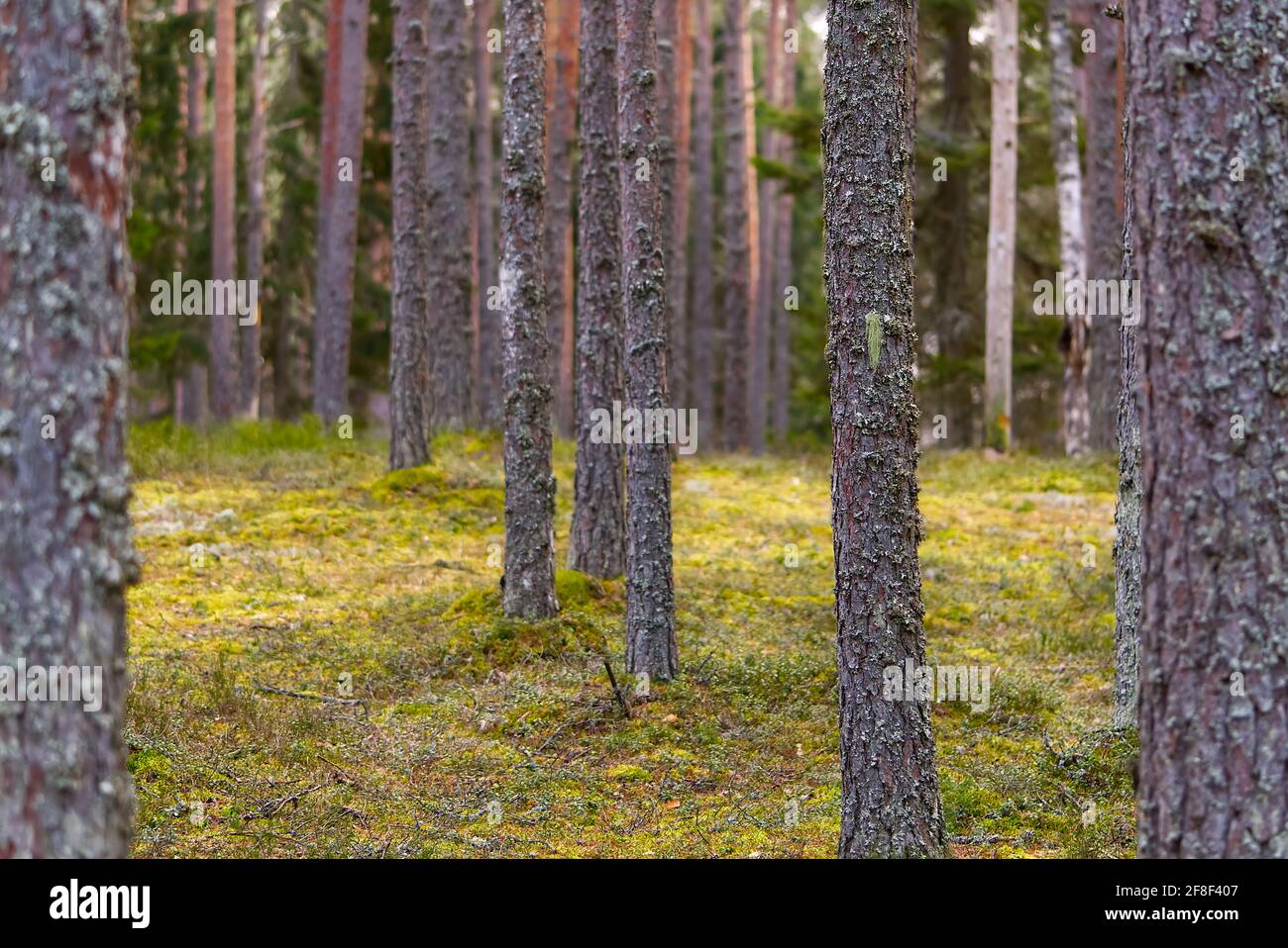 Pine forest. beautiful spring Pine forest in Estonia Stock Photo