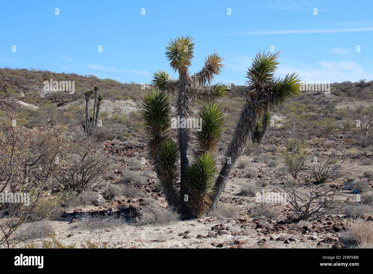 Joshua tree in the semidesert of Baja California Sur, Mexico Stock