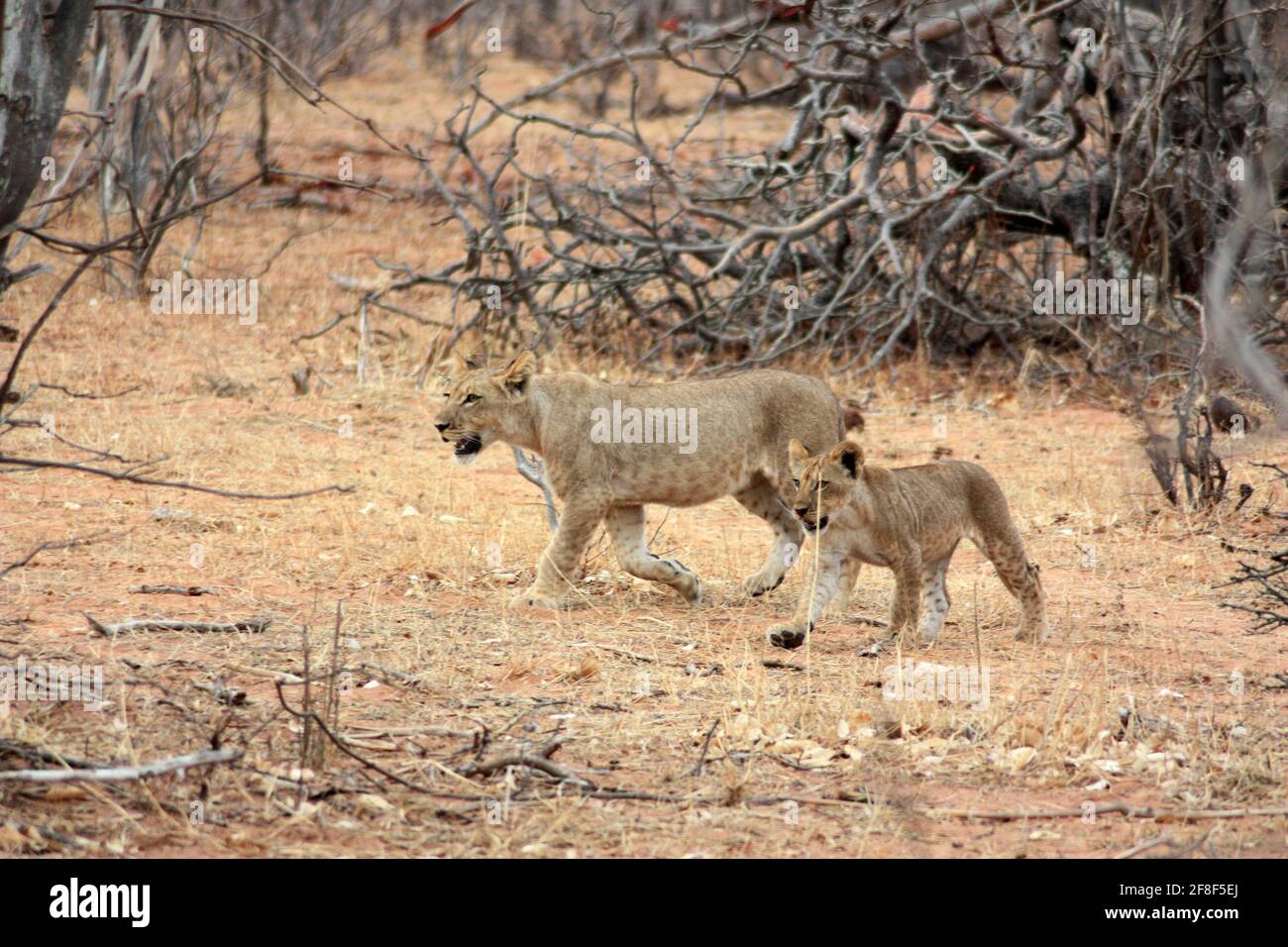 Lion In Chobe National Park In Botswana Africa Stock Photo Alamy lion-in-chobe-national-park-in-botswana-africa-stock-photo-alamy