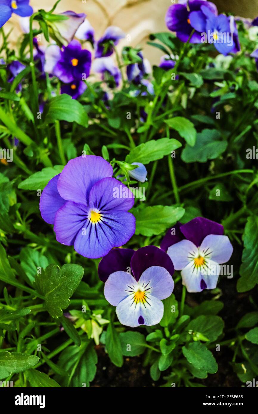 Pansies blossoming in the summer garden Stock Photo