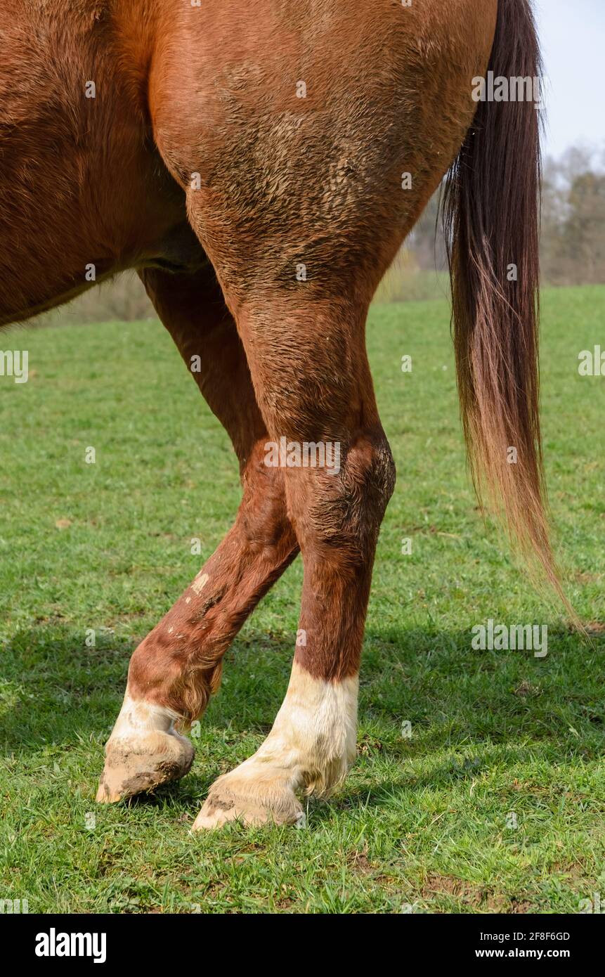 Horse Standing On Hind Legs High Resolution Stock Photography and
