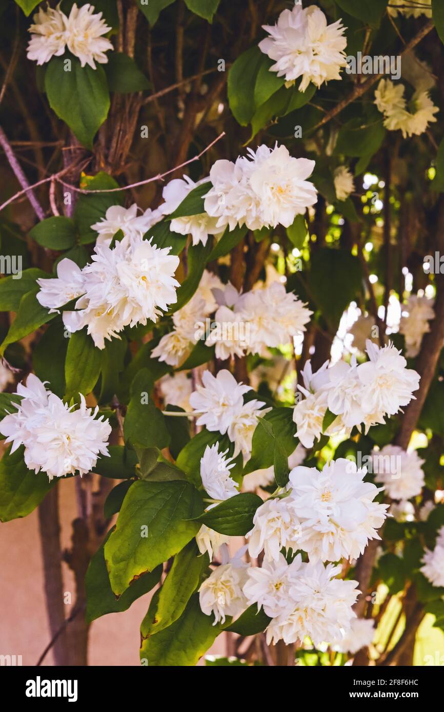 Bush with white flower blossoms in the spring Stock Photo
