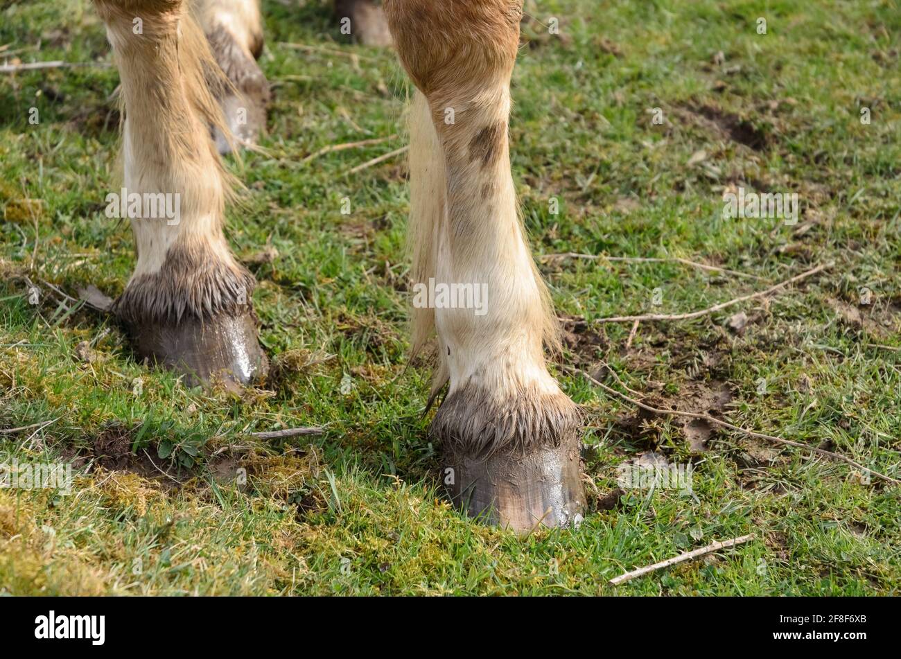 Anatomy horse hi-res stock photography and images - Alamy