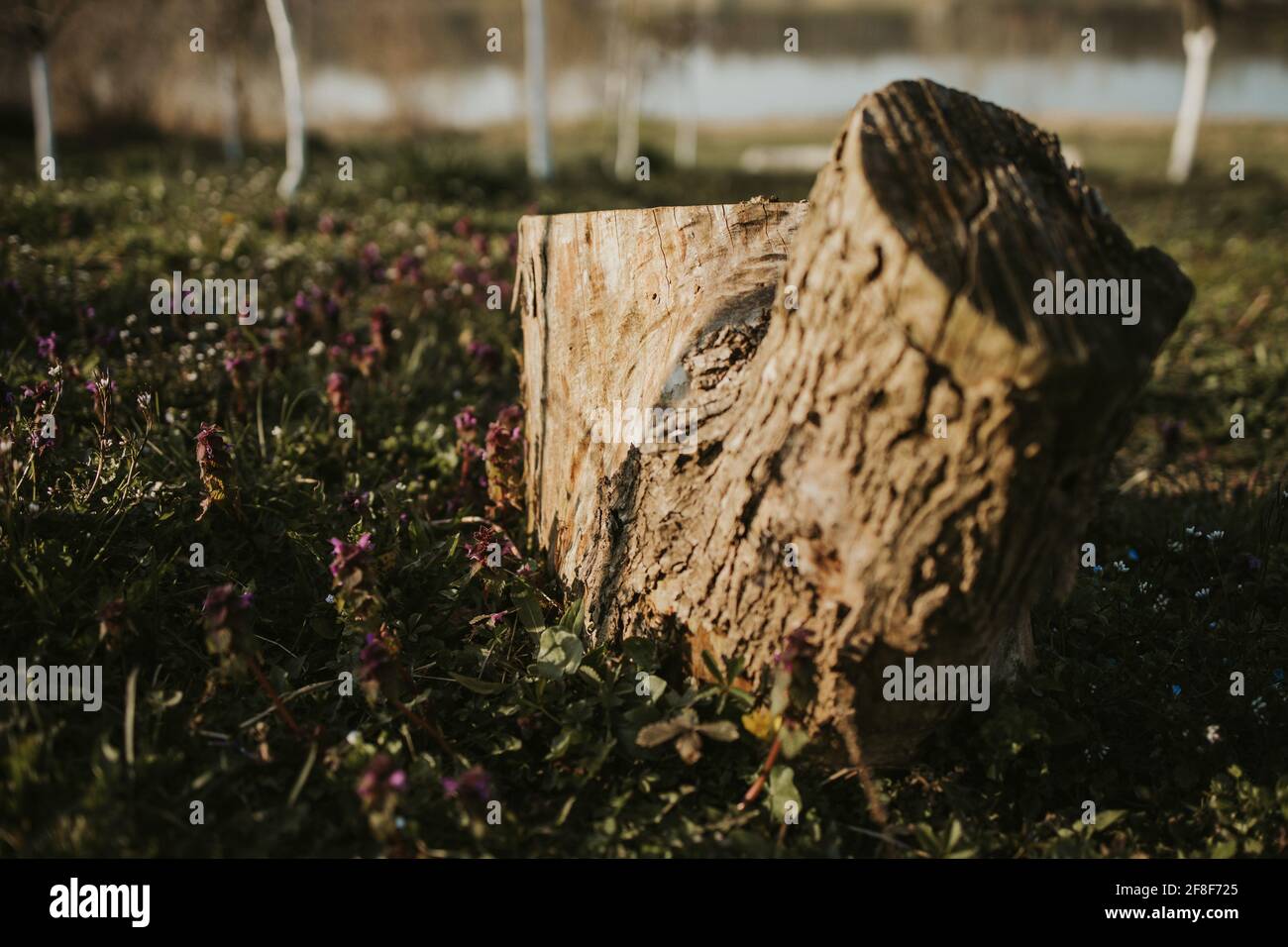 Cut tree trunk in the middle of a grassy field with spring flowers and ...