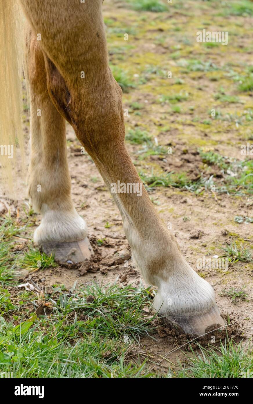 Horse Standing On Hind Legs High Resolution Stock Photography and