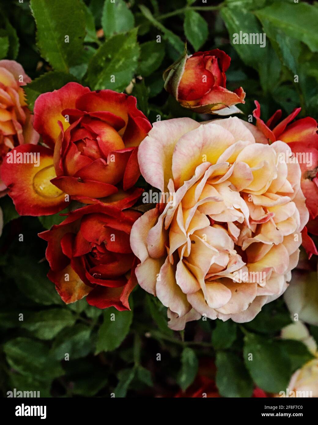 Different colored roses growing together in a bunch in the spring light Stock Photo