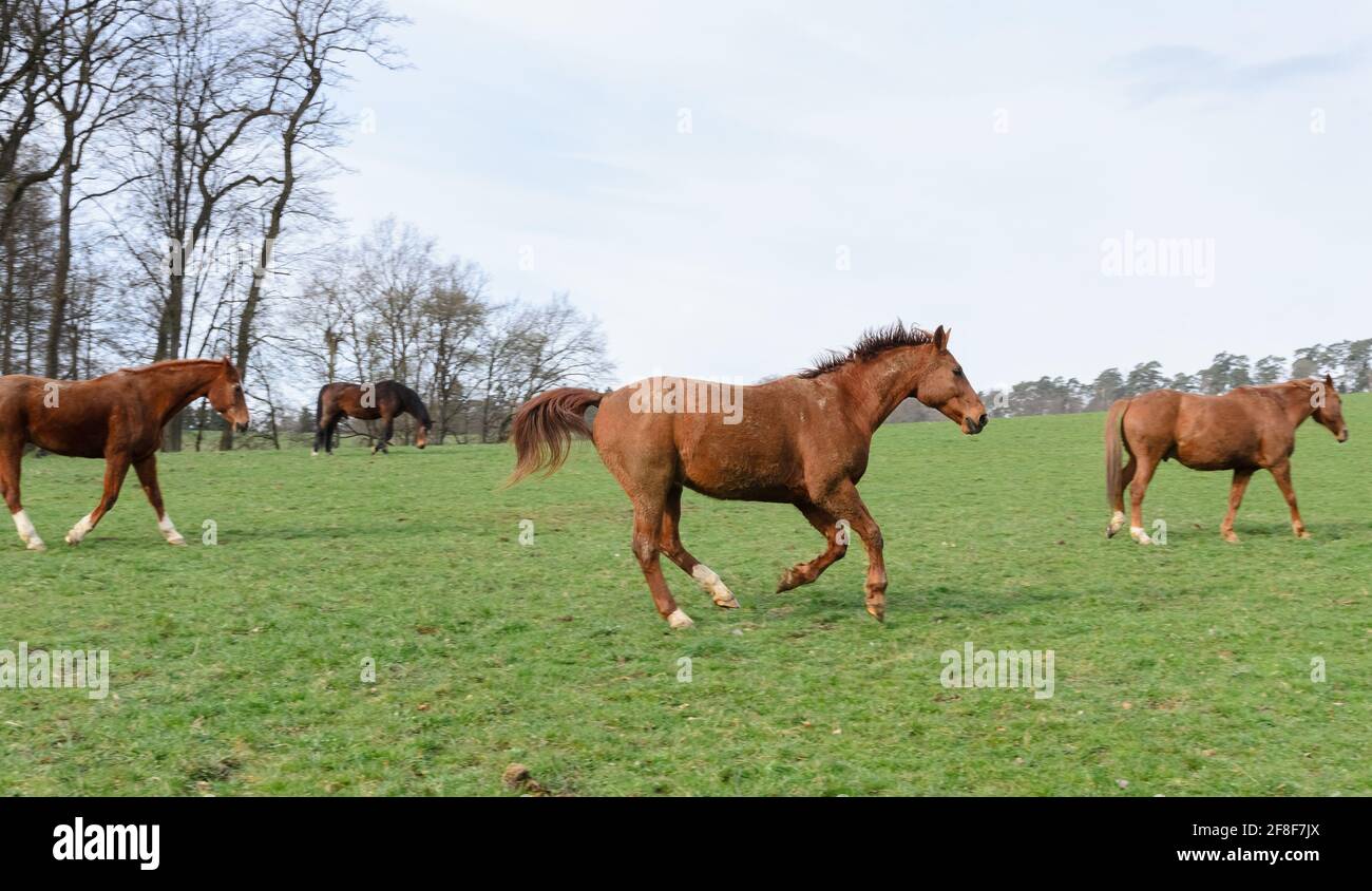 Domestic brown thoroughbred horses (Equus ferus caballus) gallopping on a pasture in the countryside, Germany, Europe Stock Photo