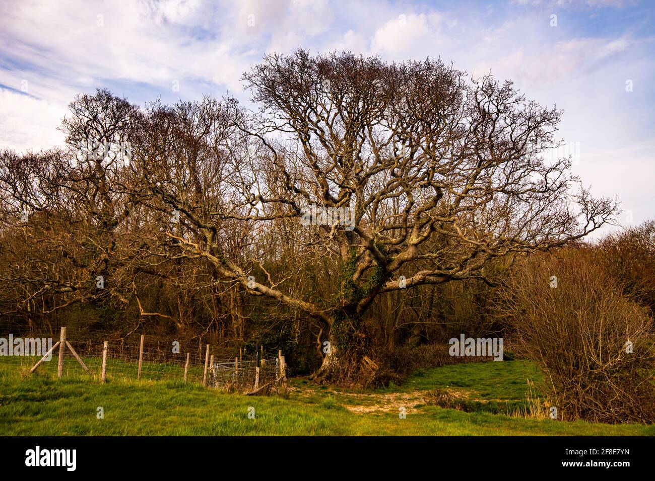 Great Oak Tree in Combe Valley Countryside Park, East Sussex Stock Photo