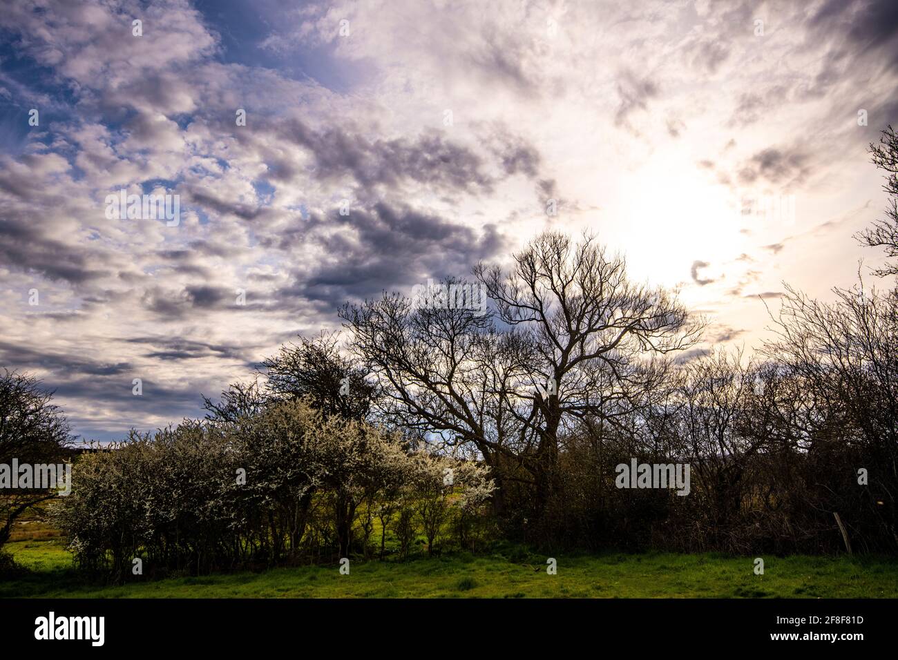 Evening light in the trees - Combe Valley Countryside Park, East Sussex Stock Photo