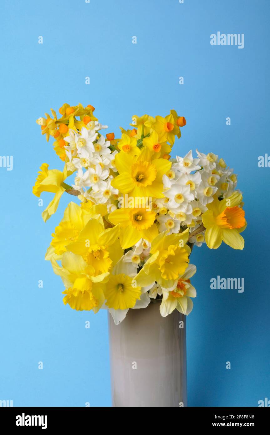 Bouquet of daffodils in a vase Stock Photo Alamy