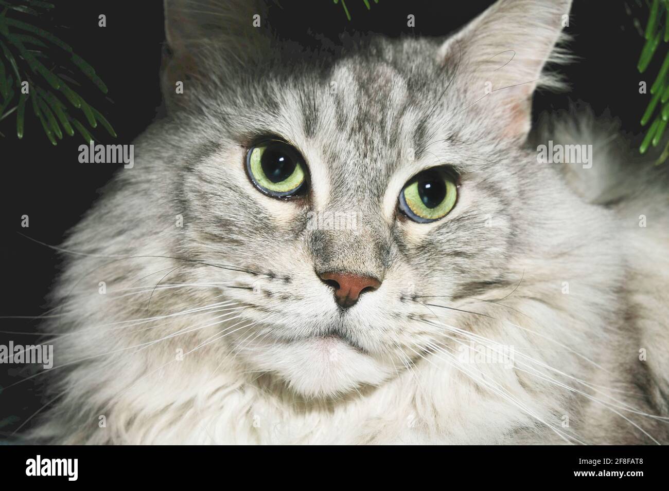 Silver tabby maine coon. Close up big cat face with green eyes brooding ...