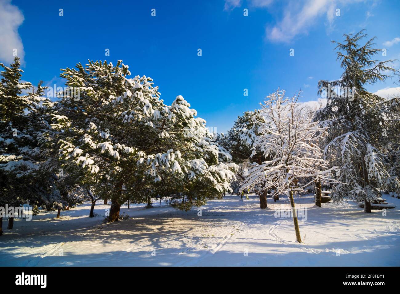 Snow covered tree in the forest at winter Stock Photo - Alamy