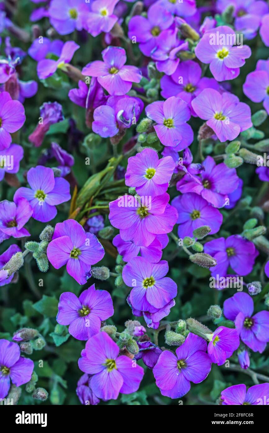 Purple flowers hi-res stock photography and images - Alamy