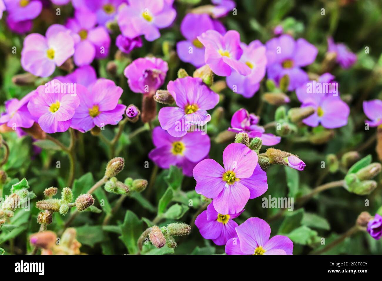 Purple flowers blooming hi-res stock photography and images - Alamy