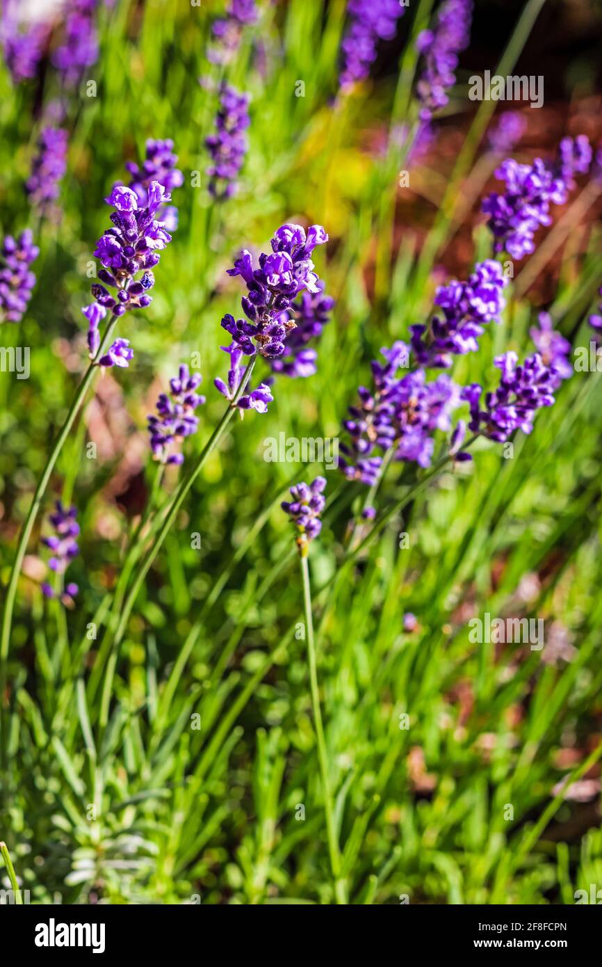 Purple Lavender blooming in the garden Stock Photo