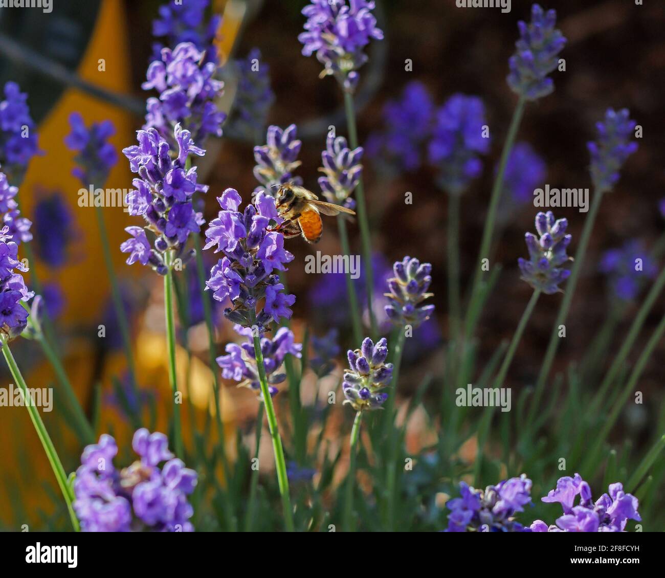 Lavender blooms in the morning sun Stock Photo
