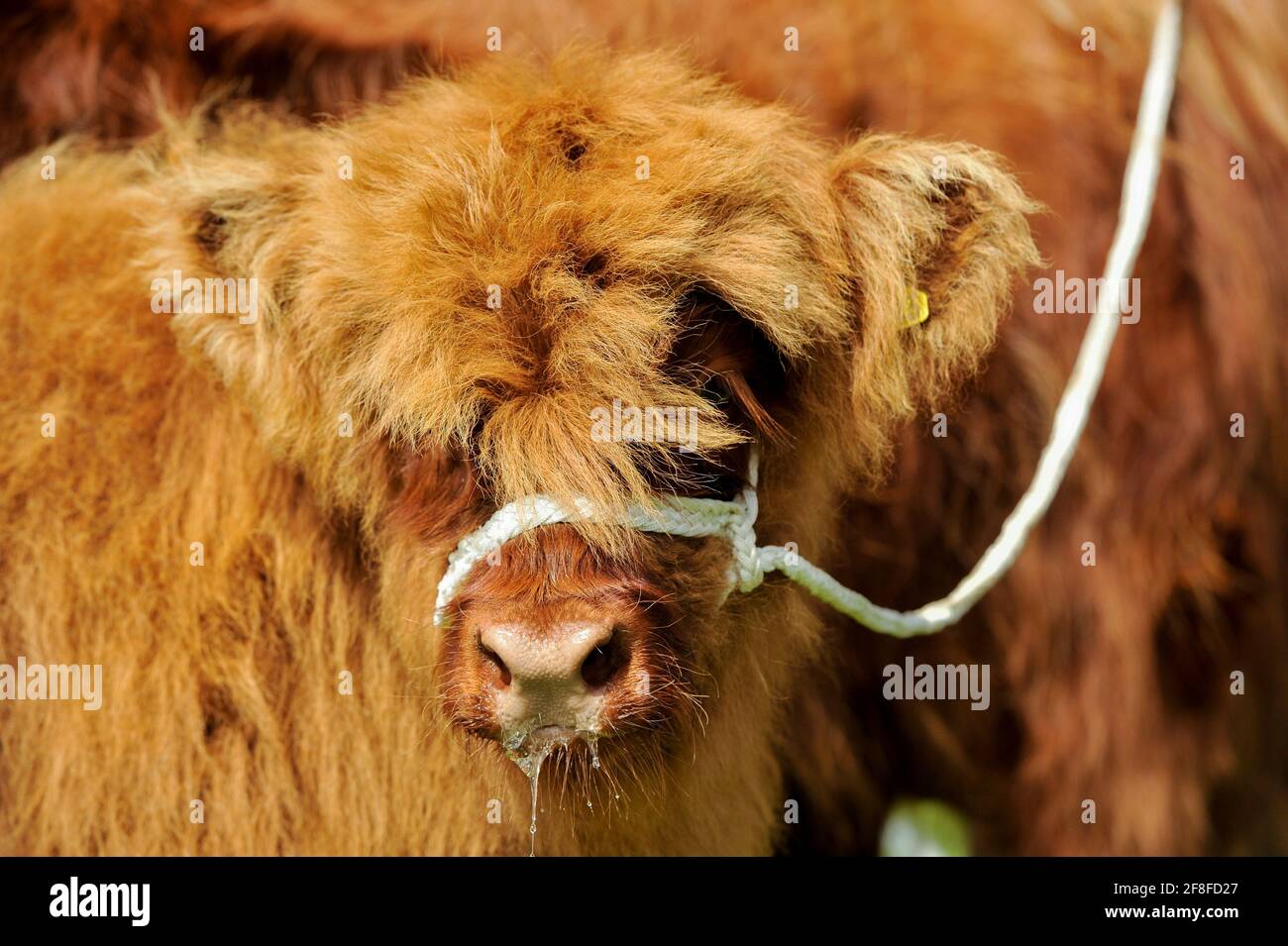 Welsh highland cow hi-res stock photography and images - Alamy