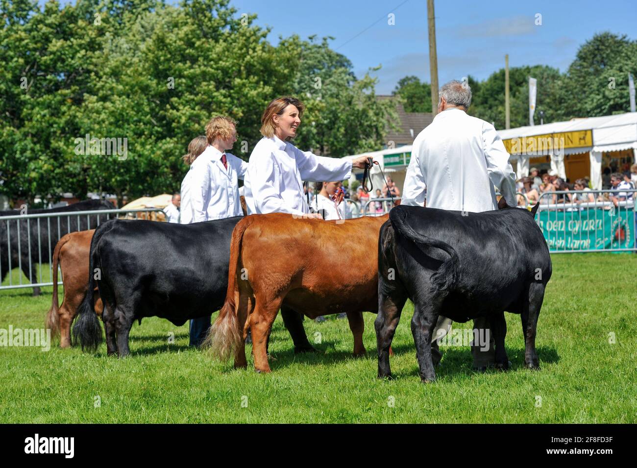 Showing Dexter cattle at the Royal Welsh Show in 2012. Stock Photo