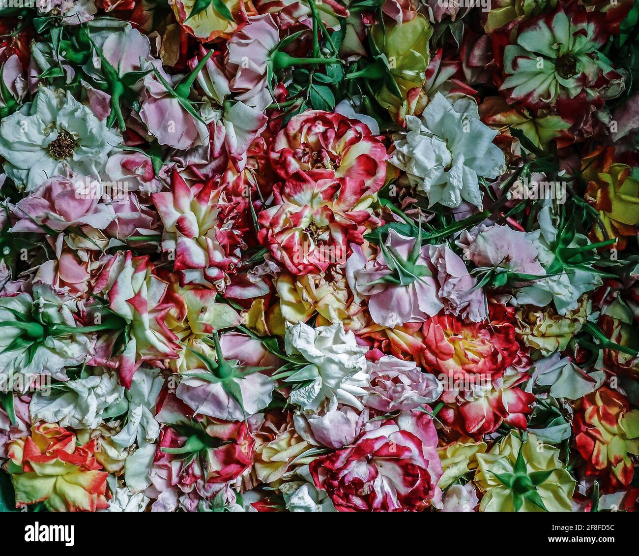 All Spilt Color Roses Various colored roses gathered together Stock Photo - Alamy