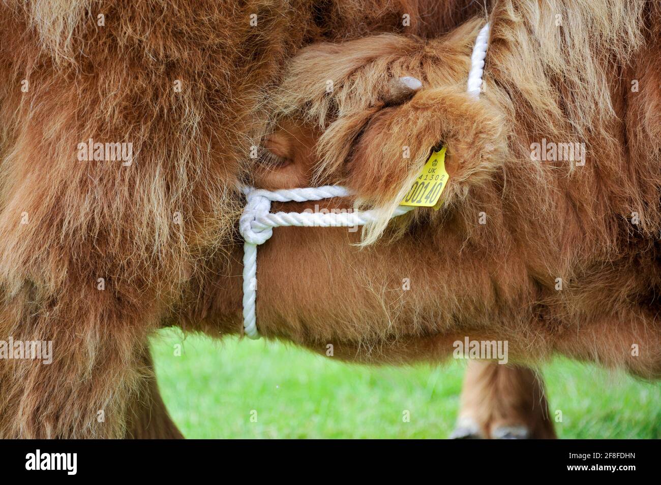 Highland calf suckling its mother at a rural show in Yorkshire, UK. Stock Photo