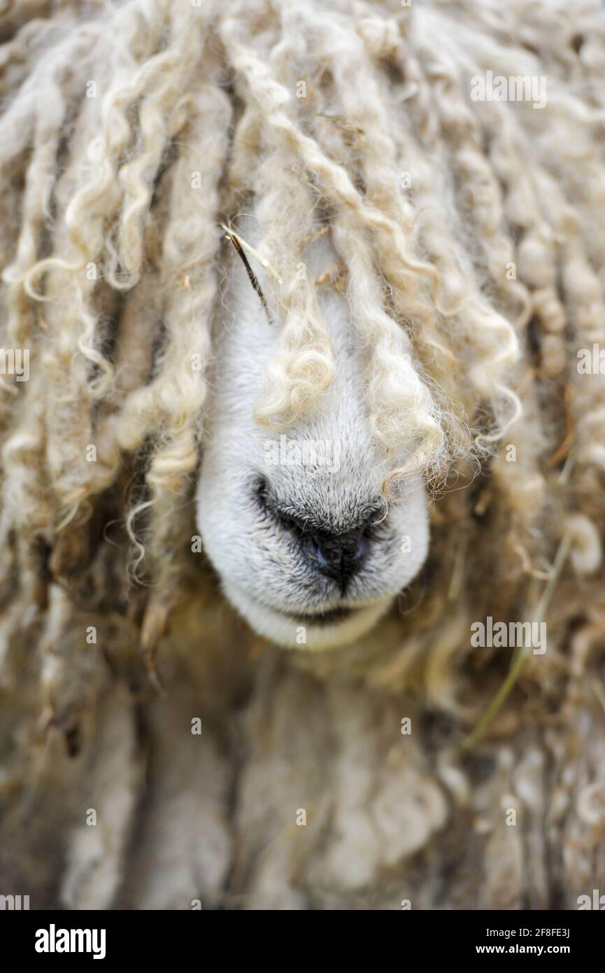 Curly sheep wool hires stock photography and images Alamy