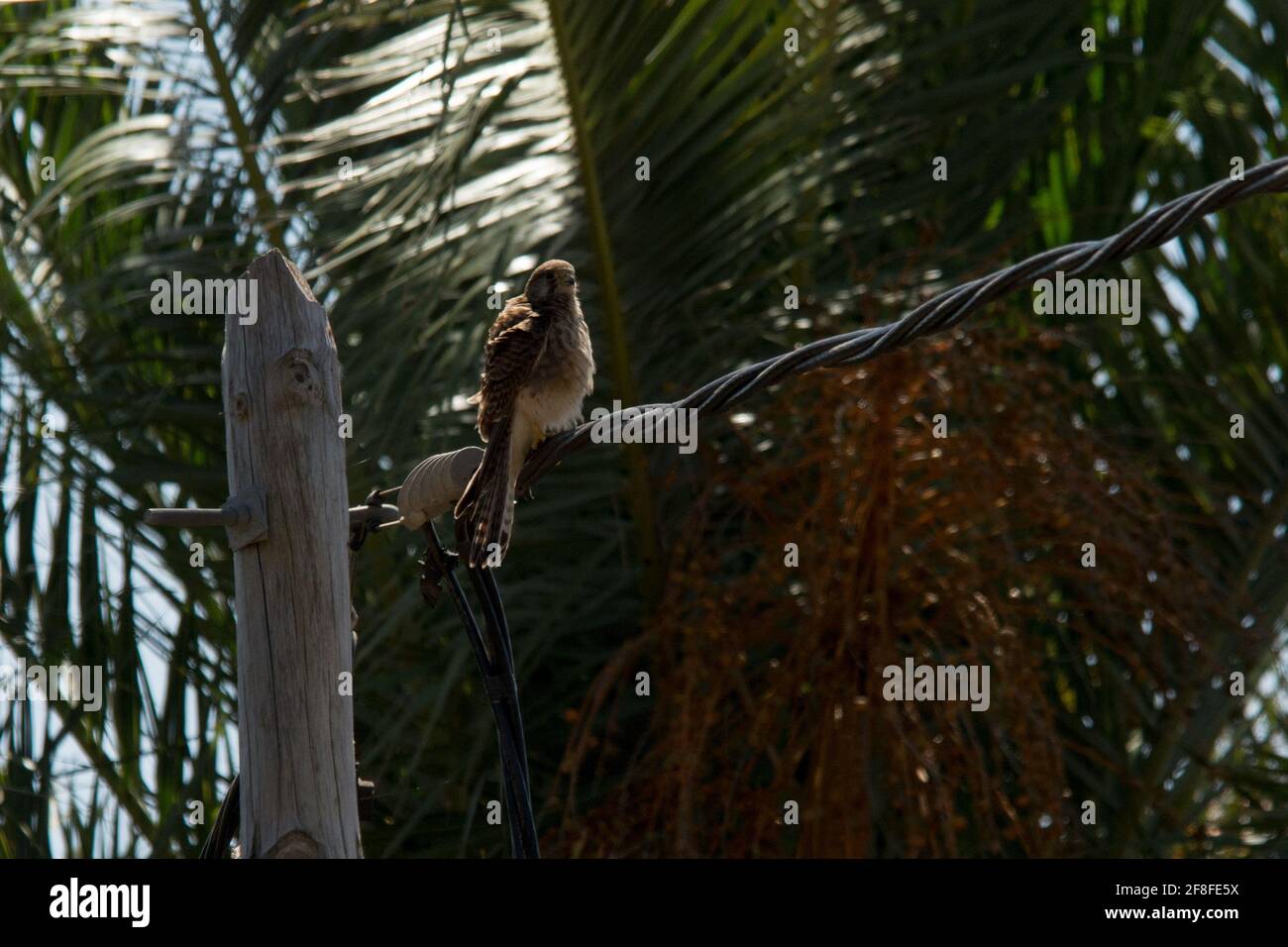 Falco tinnunculus canariensis sitting on a telegraph pole in the municipality  Las Hayas  in Valle Gran Rey of La Gomera in the Canary Islands. Stock Photo