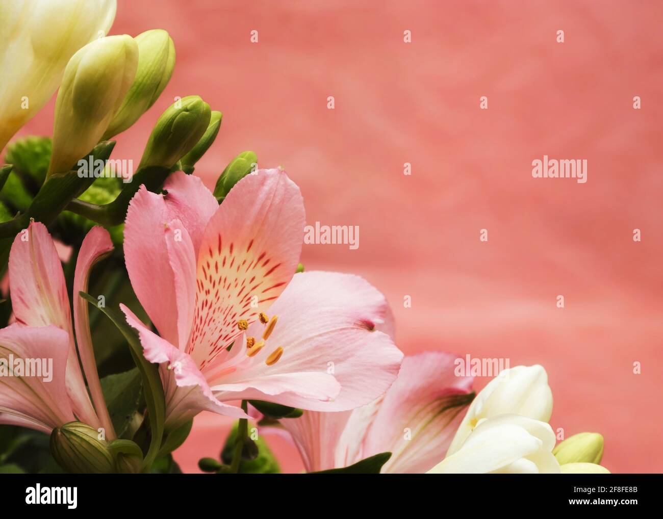 Pink and yellow flowers on abstract pink background with space for copy, mother’s day theme greeting card Stock Photo
