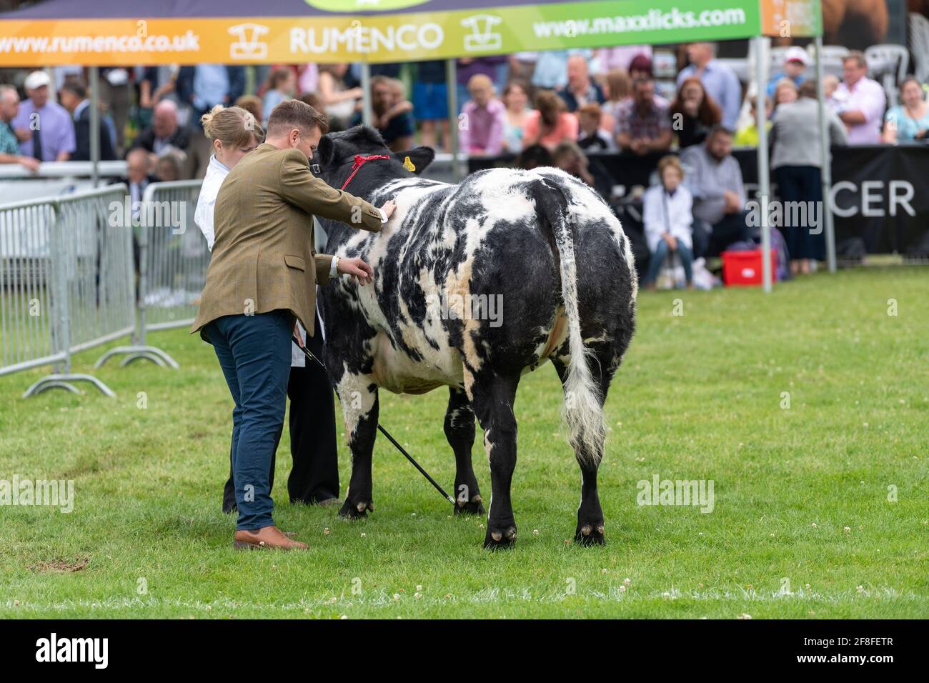 Judging British Blue cattle at the Royal Welsh Show 2019. Stock Photo