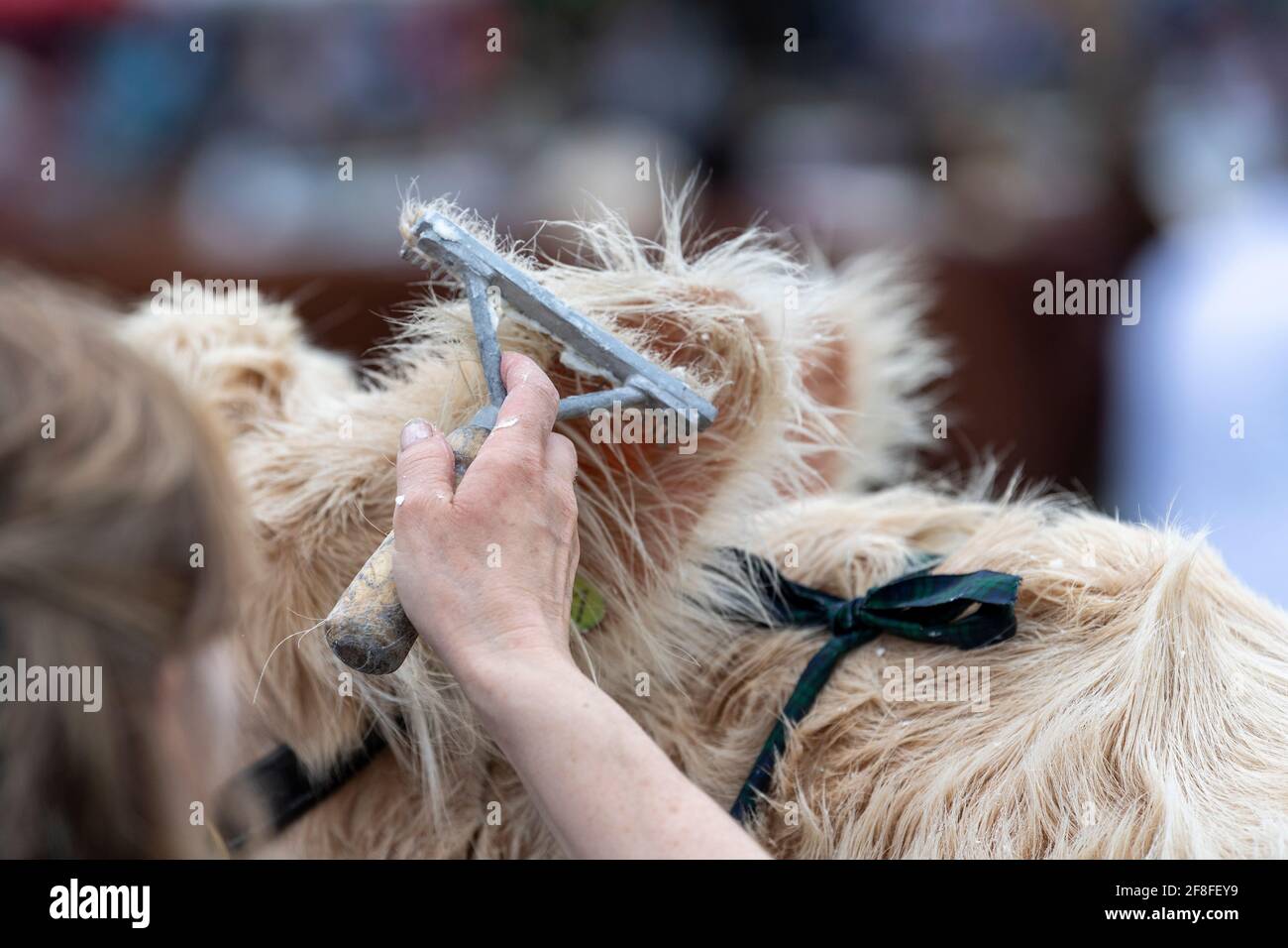 Preparing pedigree Charolais cattle for judging at the Royal Welsh Show in 2019, using soap, talc and a brush. Stock Photo