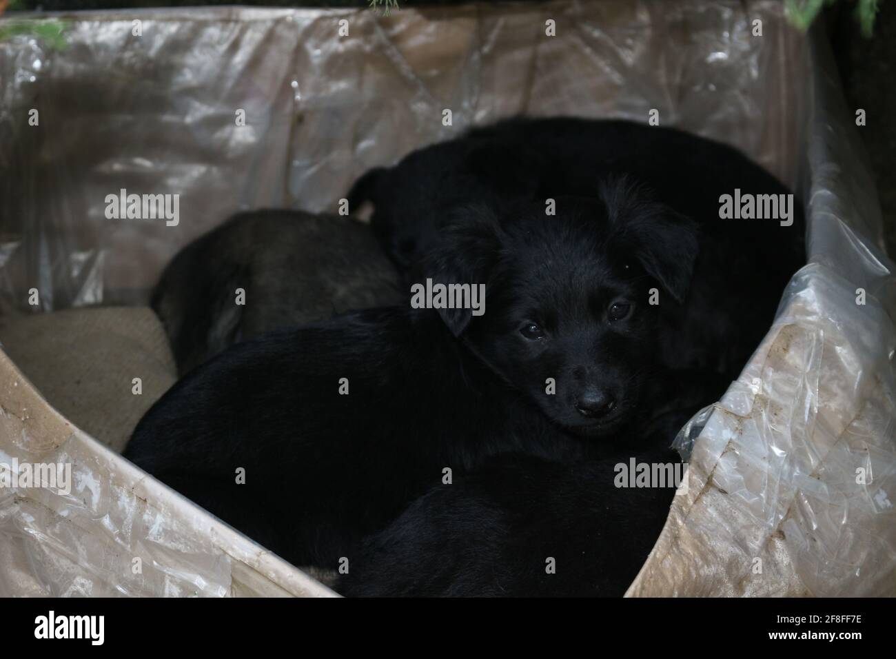 Black puppys, street cute pups, adorable small dogs, mongrel pups, homeless sad pups, pets on street. Stock Photo