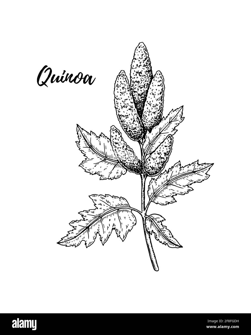 Hand drawn quinoa branch isolated on white background. Vector