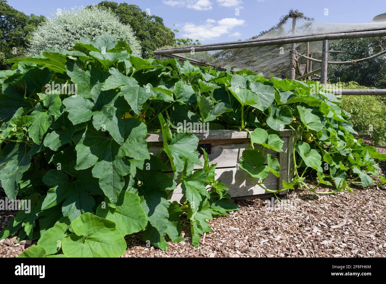 Vegetables growing in raised beds in summer, Castle Ashby Gardens, Northamptonshire, UK Stock Photo
