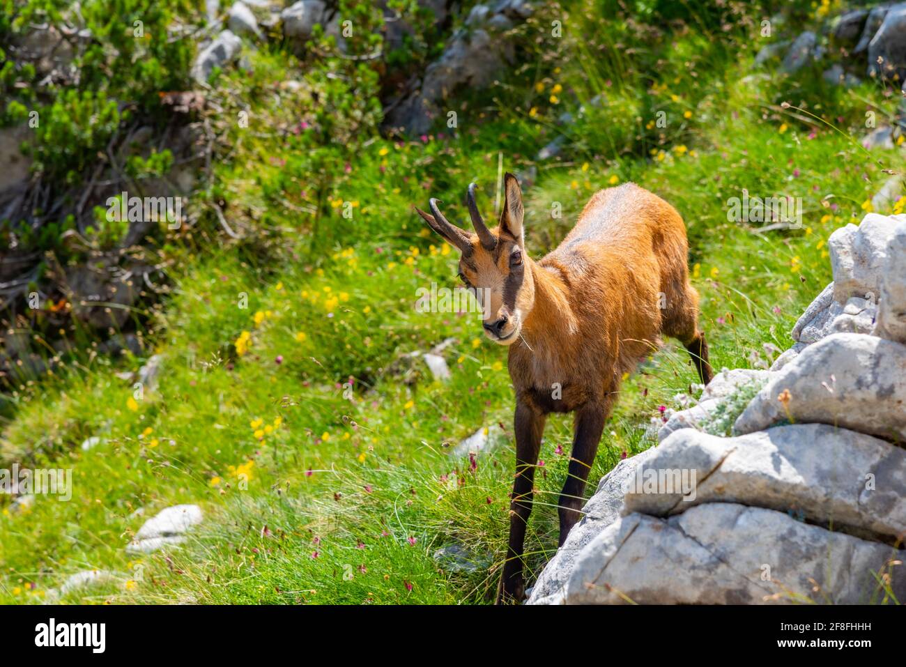 Chamois goat at Pirin national park in Bulgaria Stock Photo