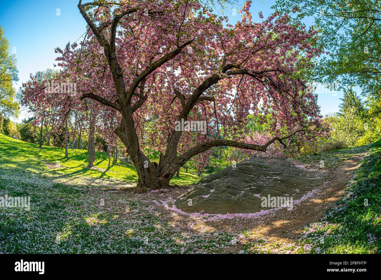 Spring in Central Park, New York City with Japanese Cherry trees Stock ...