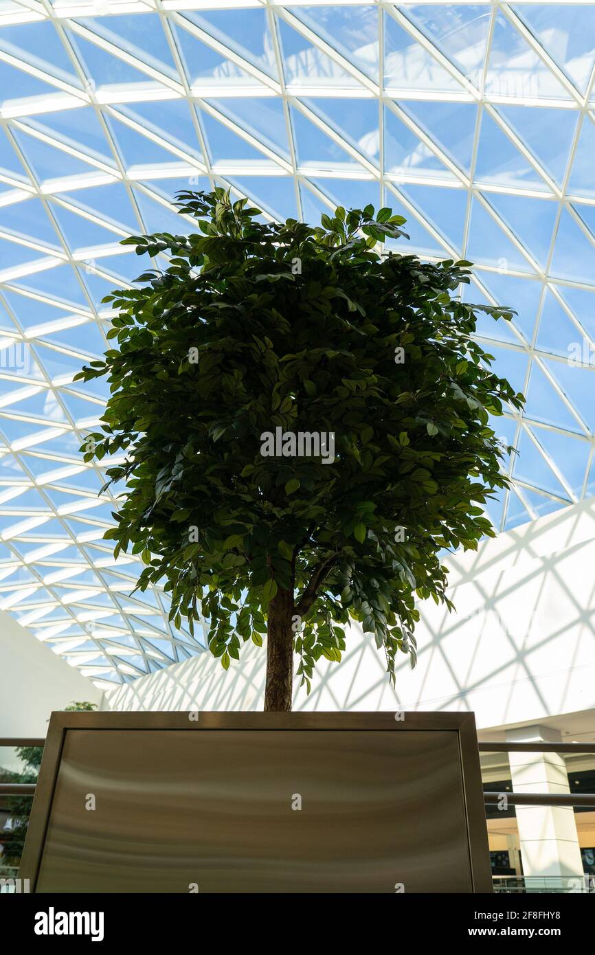 Green tree inside a big modern shoping mall. Glass roof, view from