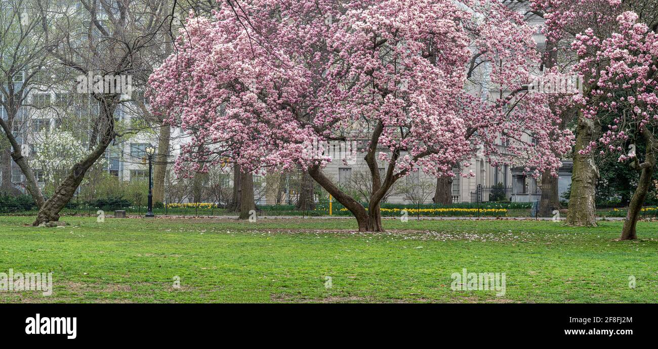 Spring in Central Park, New York City with Japanese Cherry trees Stock ...