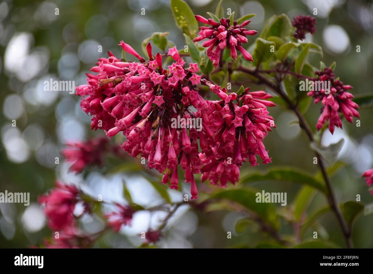 Bunch of Jessamine red Cestrum flower Stock Photo