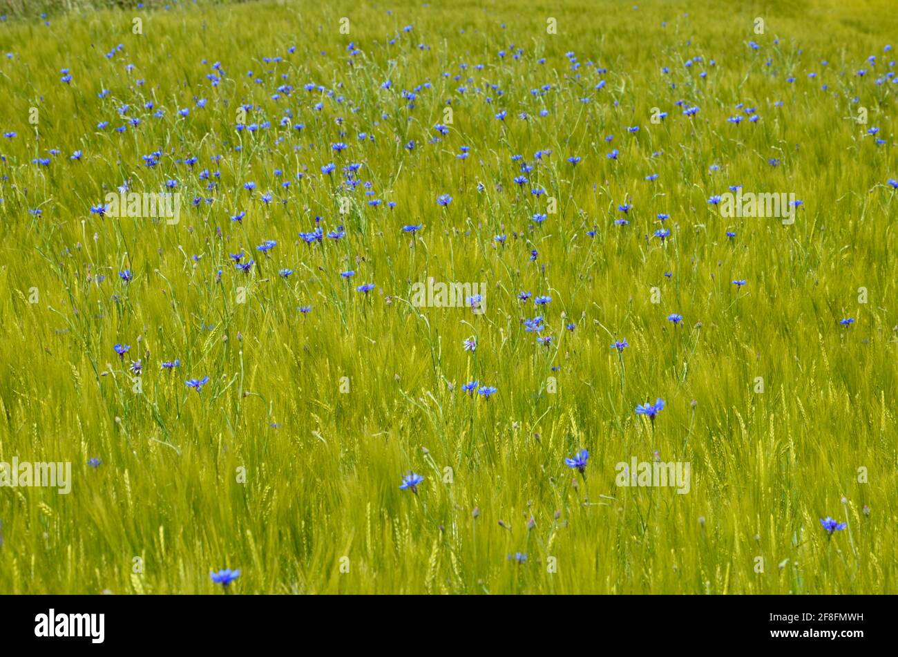 Lush green barley field background with blue cornflowers in between in spring, countryside of Bavaria in Germany Stock Photo