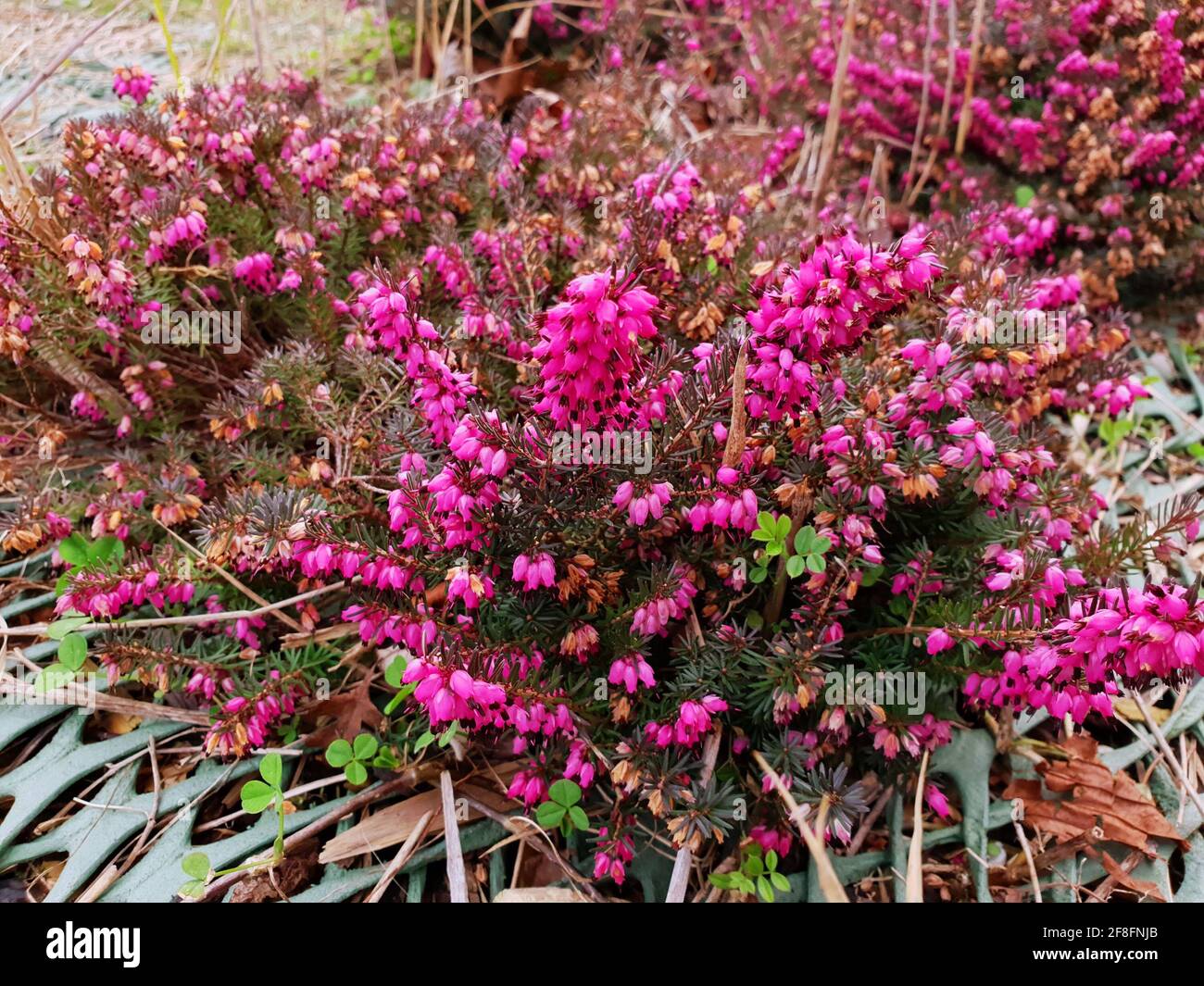Heather erica carnea bee hi-res stock photography and images - Alamy