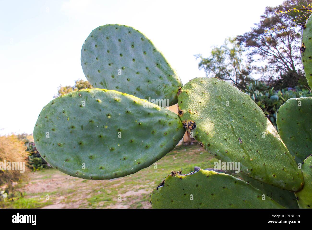 Cactus Fruit Plant Stock Photo Alamy